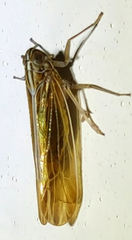 Nothodelphax slossonae