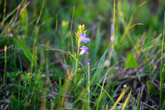 Dyschoriste oblongifolia