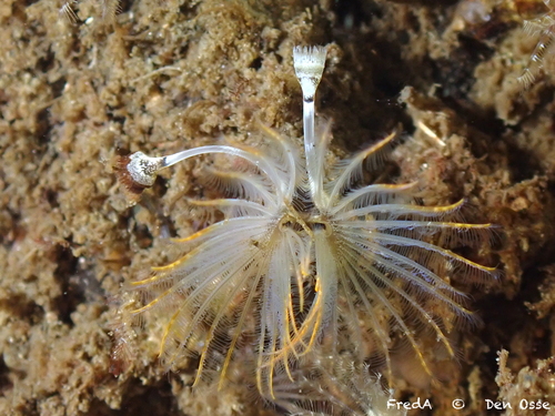 Kroontjesworm, Schouwen-Duiveland, Pays-Bas, photo 8 of 10
