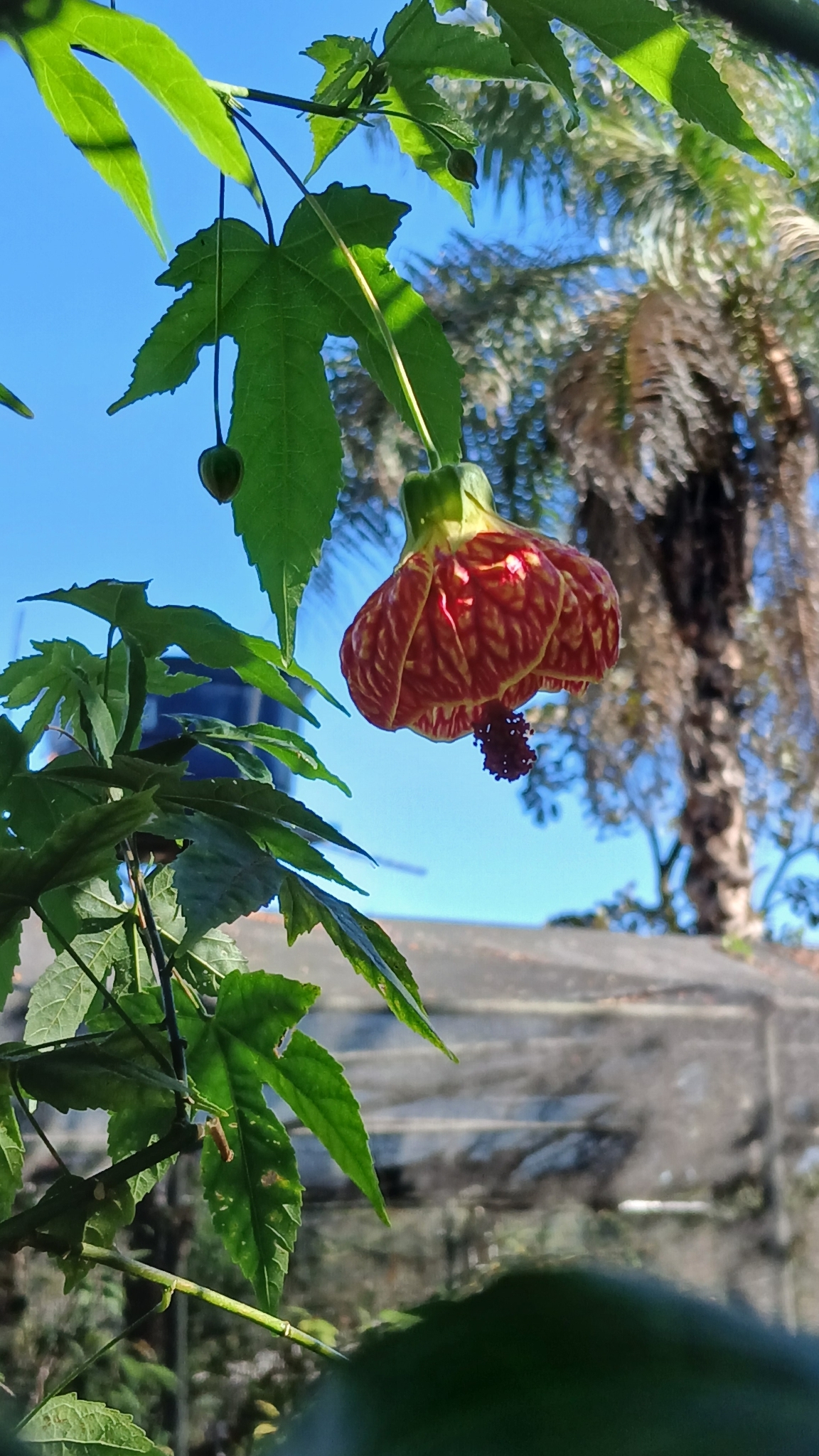 Abutilon striatum G.F.Dicks.