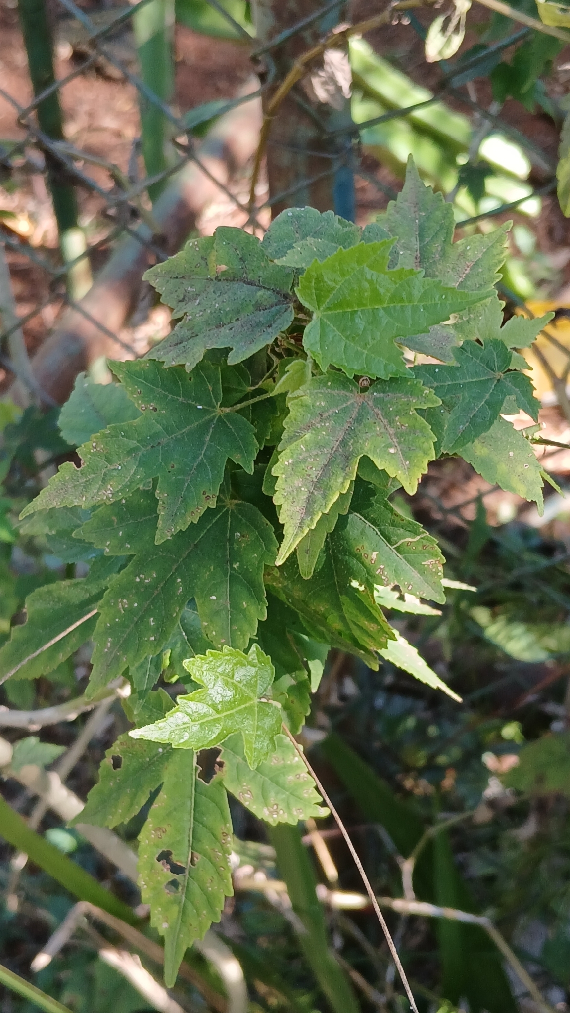 Abutilon striatum G.F.Dicks. 2