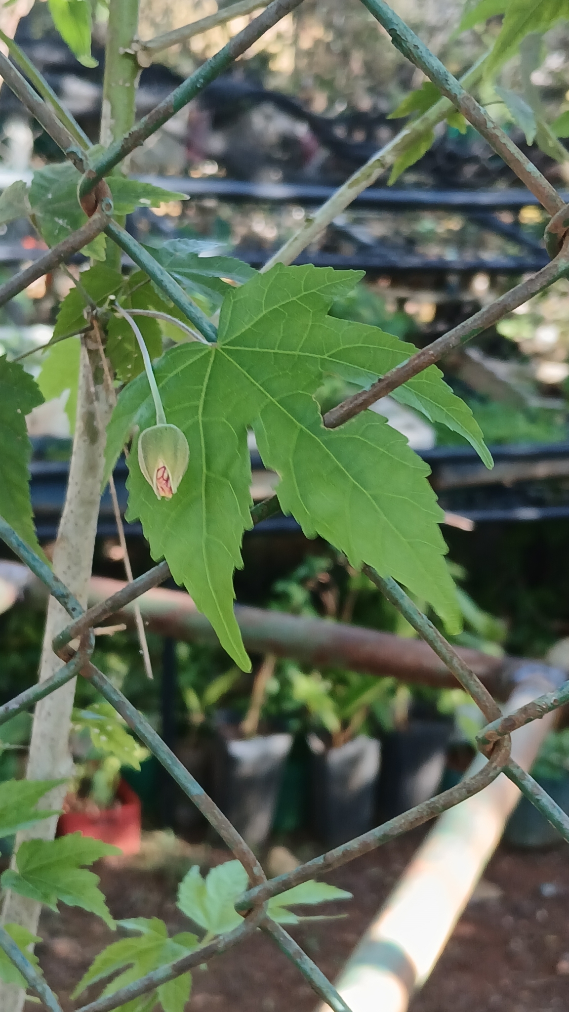 Abutilon striatum G.F.Dicks. 3