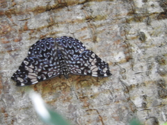 Hamadryas amphinome mazai