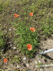 Papaver dubium