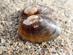 Alasmidonta undulata