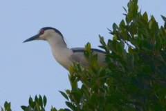 Nycticorax nycticorax