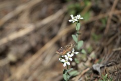 Epirrhoe plebeculata