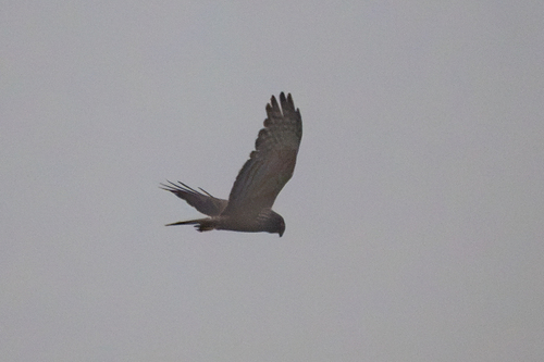 iNaturalist image