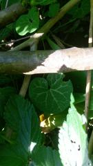 Aristolochia fimbriata