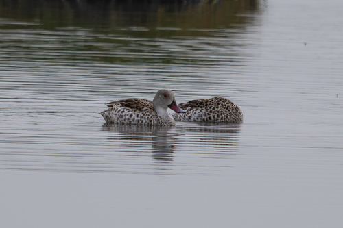 iNaturalist image
