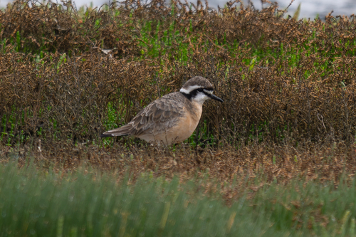 iNaturalist image