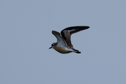 iNaturalist image
