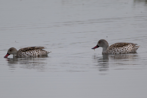 iNaturalist image