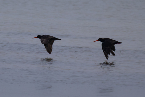 iNaturalist image