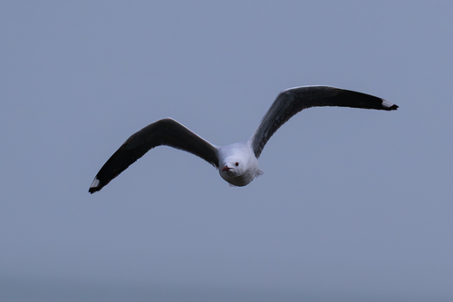 iNaturalist: (c) cmmteixeira, some rights reserved (CC BY-NC), uploaded by cmmteixeira iNaturalist image