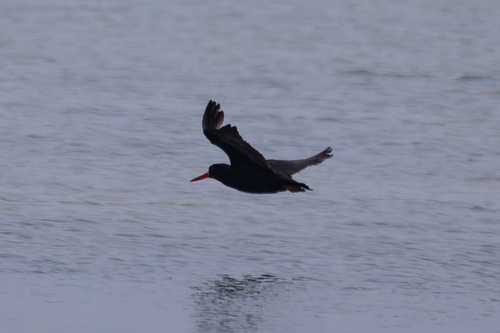 iNaturalist image