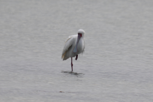 iNaturalist image