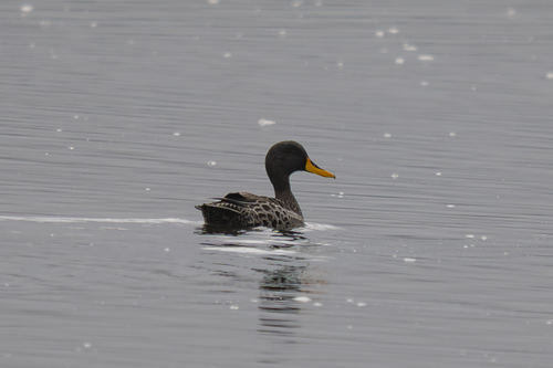 iNaturalist: (c) cmmteixeira, some rights reserved (CC BY-NC), uploaded by cmmteixeira iNaturalist image