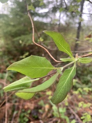 Lonicera ciliosa