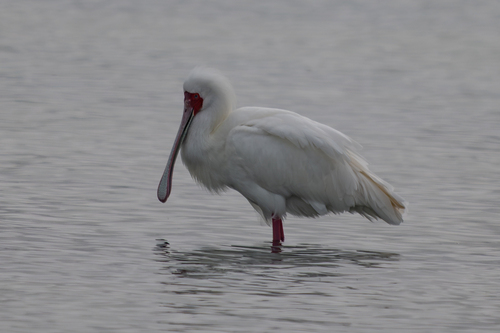 iNaturalist image