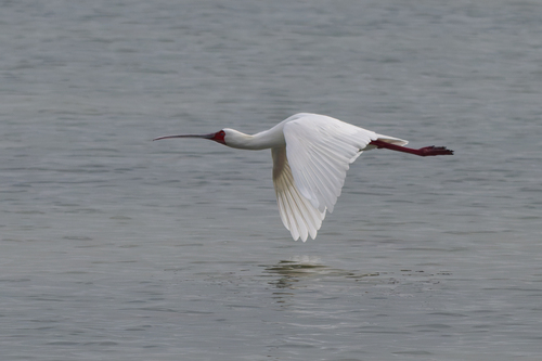 iNaturalist image