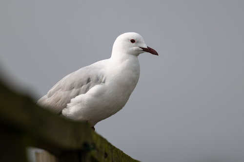 iNaturalist image