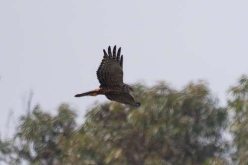 iNaturalist: (c) cmmteixeira, some rights reserved (CC BY-NC), uploaded by cmmteixeira iNaturalist image