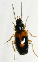 Badister elegans