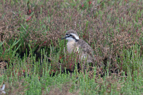 iNaturalist image