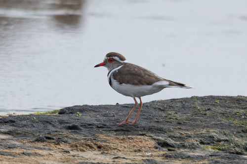 iNaturalist: (c) cmmteixeira, some rights reserved (CC BY-NC), uploaded by cmmteixeira iNaturalist image