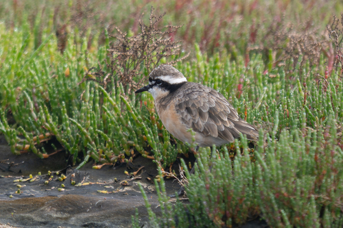 iNaturalist image