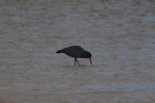 iNaturalist image