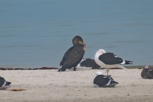 iNaturalist: (c) cmmteixeira, some rights reserved (CC BY-NC), uploaded by cmmteixeira iNaturalist image