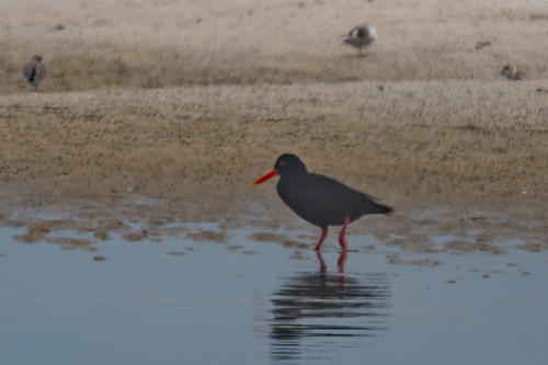 iNaturalist image