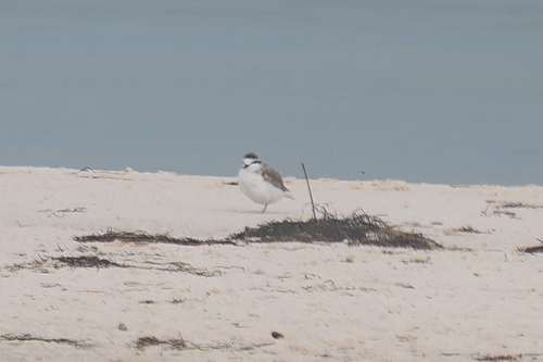 iNaturalist image