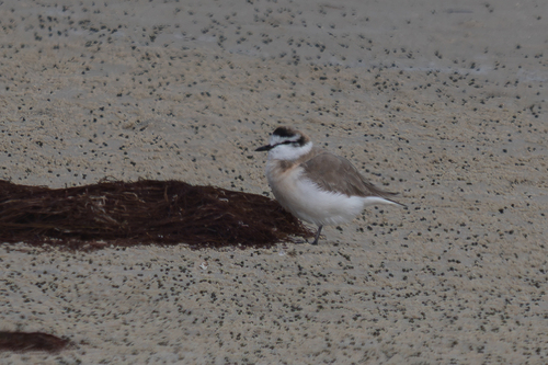 iNaturalist image