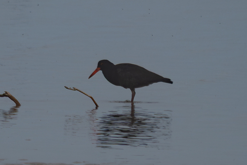 iNaturalist image