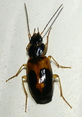 Badister elegans