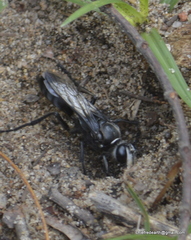 Sphex argentatus