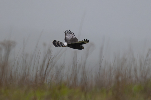 iNaturalist image