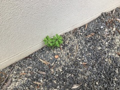 Pseudopanax lessonii