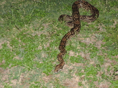 Boa constrictor occidentalis
