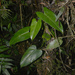 Philodendron meridionale - Photo (c) Liu Idárraga Orozco, algunos derechos reservados (CC BY-NC), subido por Liu Idárraga Orozco