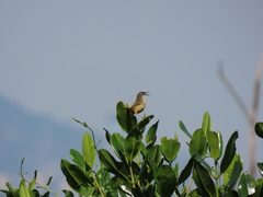 Prinia