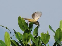 Prinia