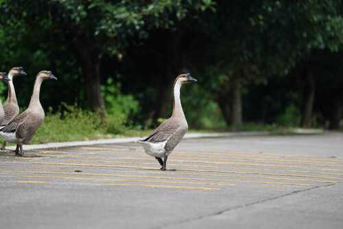 Domestic Swan Goose