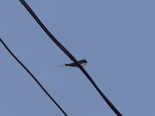 Barn Swallow