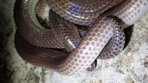 Hainan Sunbeam Snake