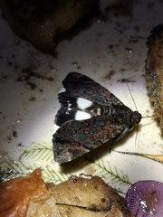 Catephia linteola