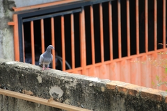 Columba livia domestica
